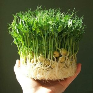 Микрозелень
